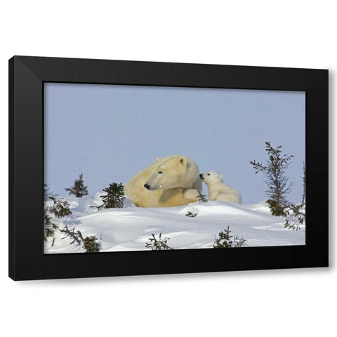 Canada, Manitoba, Wapusk Polar bear cub playing Black Modern Wood Framed Art Print with Double Matting by Illg, Cathy and Gordon