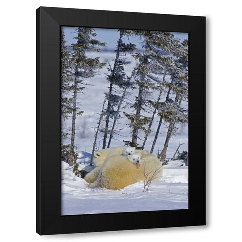 Canada, Wapusk NP Polar bear cubs and mother Black Modern Wood Framed Art Print with Double Matting by Illg, Cathy and Gordon