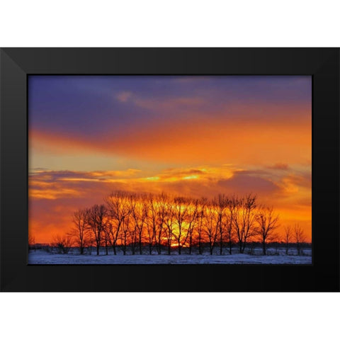 Canada, Altona Trees at sunrise on the prairie Black Modern Wood Framed Art Print by Grandmaison, Mike