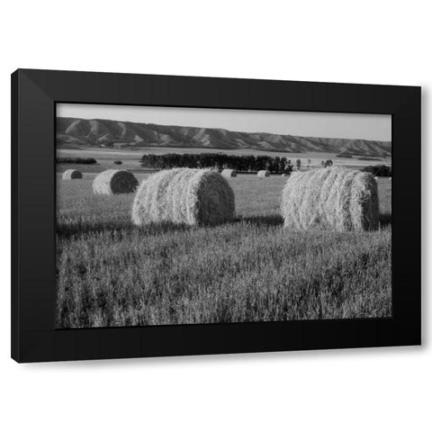 Canada, Manitoba, rolled hay bales in field Black Modern Wood Framed Art Print by Grandmaison, Mike