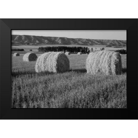 Canada, Manitoba, rolled hay bales in field Black Modern Wood Framed Art Print by Grandmaison, Mike