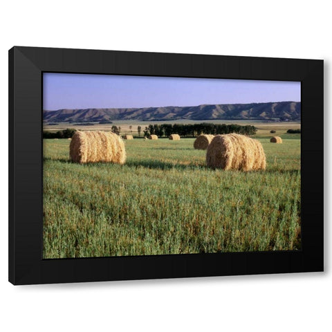 Canada, Manitoba, rolled hay bales in field Black Modern Wood Framed Art Print by Grandmaison, Mike