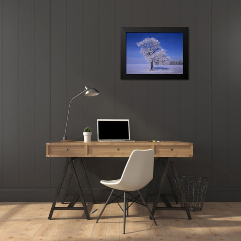 Canada, Dugald, hoarfrost on cottonwood trees Black Modern Wood Framed Art Print by Grandmaison, Mike