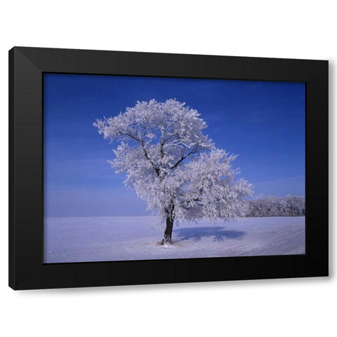 Canada, Dugald, hoarfrost on cottonwood trees Black Modern Wood Framed Art Print by Grandmaison, Mike