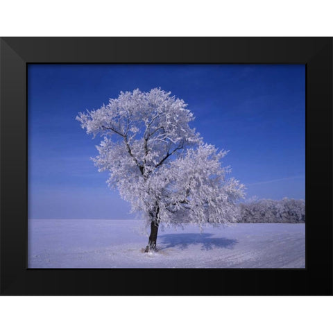 Canada, Dugald, hoarfrost on cottonwood trees Black Modern Wood Framed Art Print by Grandmaison, Mike
