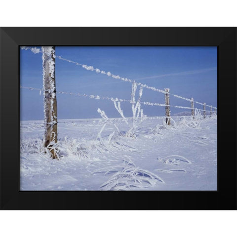 Canada, Manitoba, Dugald, hoarfrost and fence Black Modern Wood Framed Art Print by Grandmaison, Mike