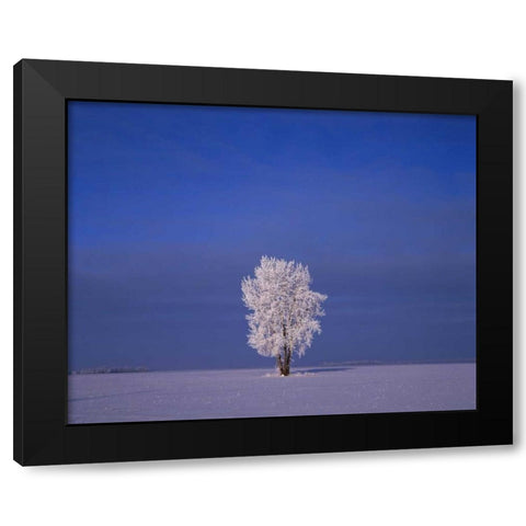 Canada, Dugald, hoarfrost on cottonwood trees Black Modern Wood Framed Art Print with Double Matting by Grandmaison, Mike