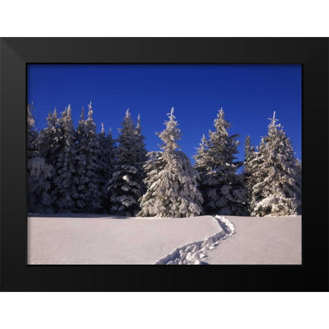 Canada, Manitoba, Riding Mountain NP Black Modern Wood Framed Art Print by Grandmaison, Mike