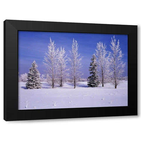 Canada, Manitoba, Birds Hill Provincial Park Black Modern Wood Framed Art Print with Double Matting by Grandmaison, Mike