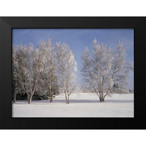 Canada, Manitoba, Birds Hill Provincial Park Black Modern Wood Framed Art Print by Grandmaison, Mike