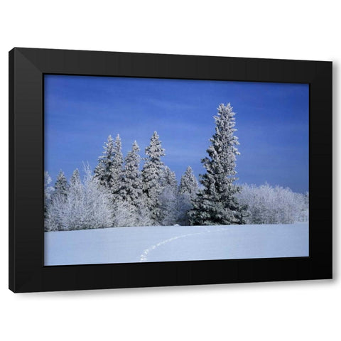 Canada, Manitoba, Birds Hill Provincial Park Black Modern Wood Framed Art Print by Grandmaison, Mike