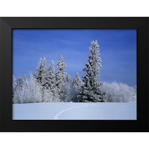 Canada, Manitoba, Birds Hill Provincial Park Black Modern Wood Framed Art Print by Grandmaison, Mike