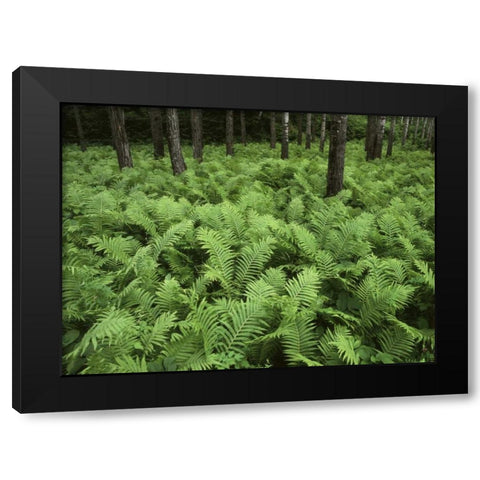 Canada, Birch River, ferns in the forest Black Modern Wood Framed Art Print with Double Matting by Grandmaison, Mike