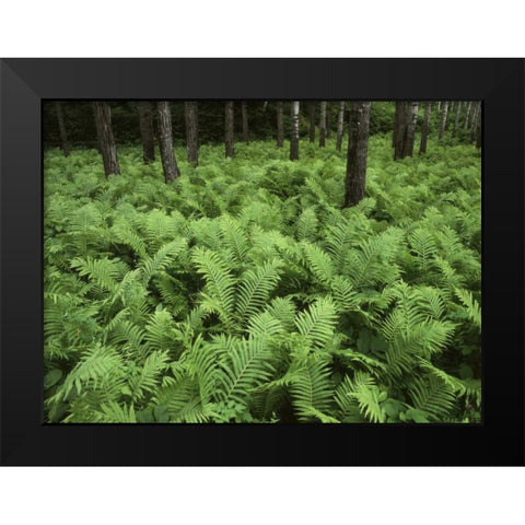 Canada, Birch River, ferns in the forest Black Modern Wood Framed Art Print by Grandmaison, Mike