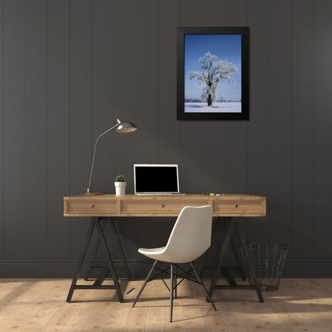 Canada, St Adolphe, hoarfrost on cottonwood tree Black Modern Wood Framed Art Print by Grandmaison, Mike