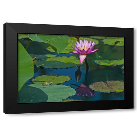 Canada, Manitoba, Winnipeg Frog on lily pad Black Modern Wood Framed Art Print by Grandmaison, Mike
