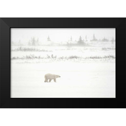 Canada, Churchill Polar bear walking on tundra Black Modern Wood Framed Art Print by Grandmaison, Mike