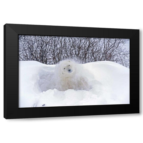 Canada, Churchill Polar bear shaking snow off Black Modern Wood Framed Art Print with Double Matting by Grandmaison, Mike