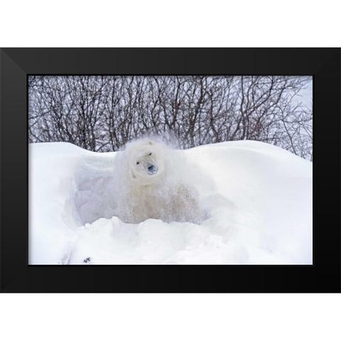 Canada, Churchill Polar bear shaking snow off Black Modern Wood Framed Art Print by Grandmaison, Mike