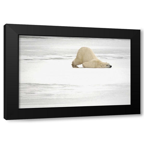Canada, Churchill Polar bear scratching itself Black Modern Wood Framed Art Print with Double Matting by Grandmaison, Mike