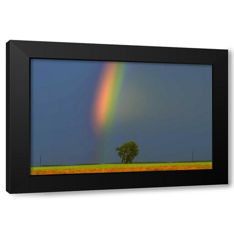 Canada, Dugald Rainbow and cottonwood tree Black Modern Wood Framed Art Print with Double Matting by Grandmaison, Mike