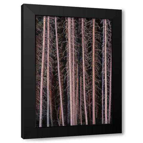 Canada, Manitoba Stark spruce trees Black Modern Wood Framed Art Print by Grandmaison, Mike