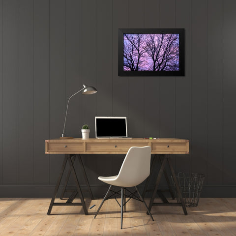 Canada, Winnipeg Branches of a sliver maple Black Modern Wood Framed Art Print by Grandmaison, Mike