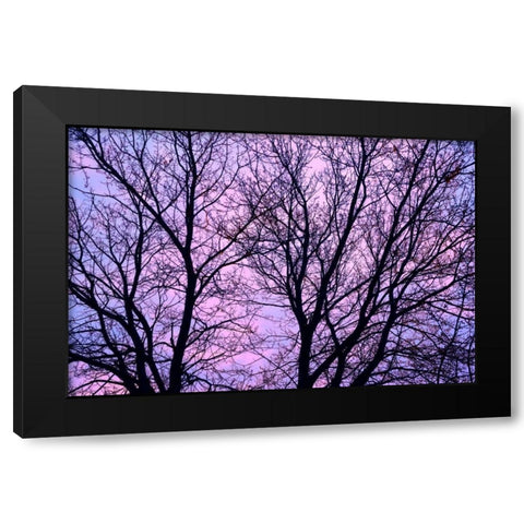 Canada, Winnipeg Branches of a sliver maple Black Modern Wood Framed Art Print with Double Matting by Grandmaison, Mike
