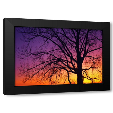 Canada, Manitoba Cottonwood tree at sunset Black Modern Wood Framed Art Print by Grandmaison, Mike