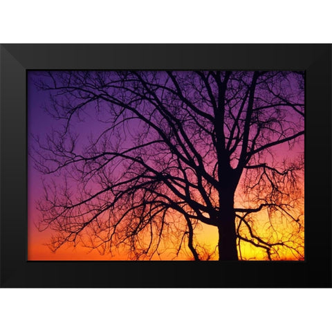Canada, Manitoba Cottonwood tree at sunset Black Modern Wood Framed Art Print by Grandmaison, Mike