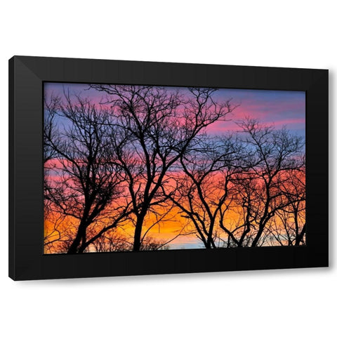 Canada, Manitoba Trees at sunrise Black Modern Wood Framed Art Print by Grandmaison, Mike