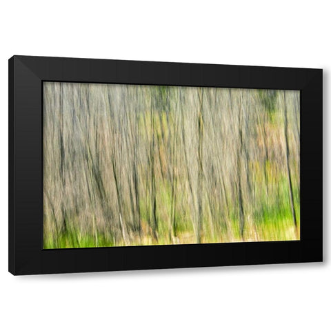 Canada, Manitoba, Nopiming PP Abstract of trees Black Modern Wood Framed Art Print with Double Matting by Grandmaison, Mike