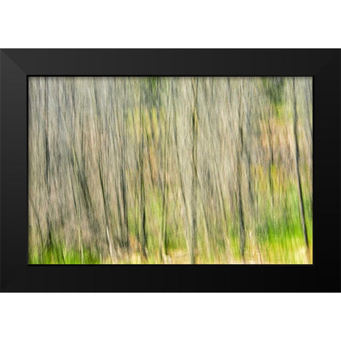Canada, Manitoba, Nopiming PP Abstract of trees Black Modern Wood Framed Art Print by Grandmaison, Mike