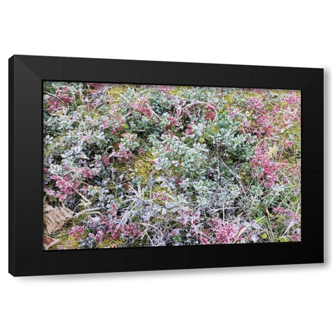 Canada, Whiteshell PP Autumn frost on plants Black Modern Wood Framed Art Print with Double Matting by Grandmaison, Mike