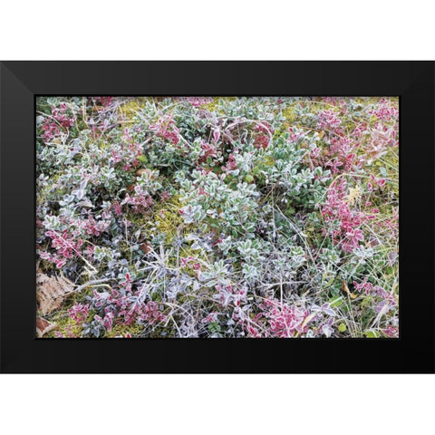 Canada, Whiteshell PP Autumn frost on plants Black Modern Wood Framed Art Print by Grandmaison, Mike