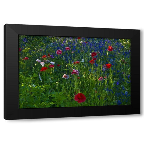 Canada, Manitoba, Brandon Garden flowers Black Modern Wood Framed Art Print by Grandmaison, Mike