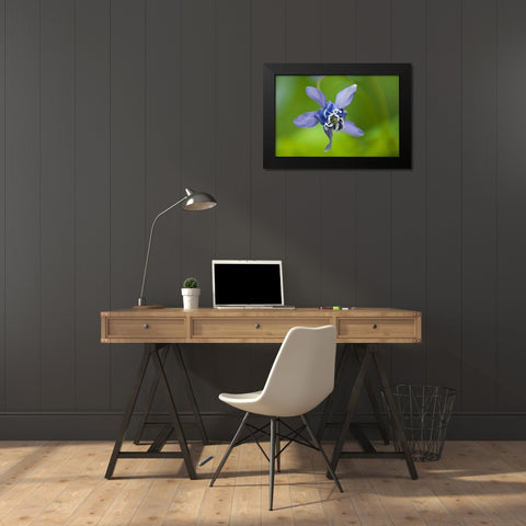 Canada, Manitoba, Winnipeg Blue columbine flower Black Modern Wood Framed Art Print by Grandmaison, Mike