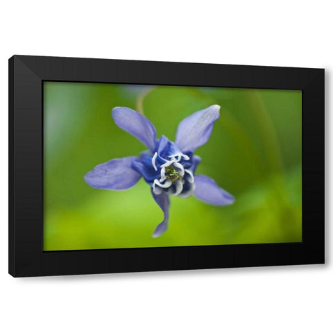 Canada, Manitoba, Winnipeg Blue columbine flower Black Modern Wood Framed Art Print by Grandmaison, Mike
