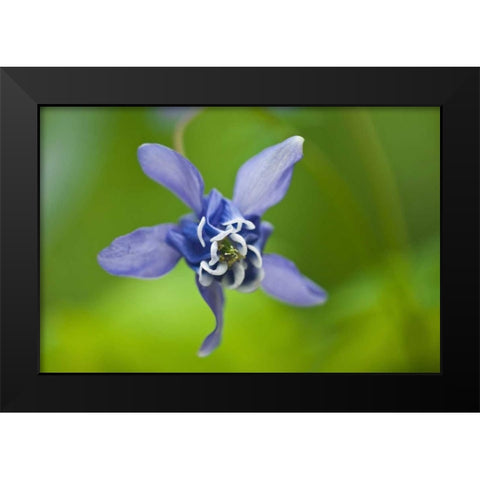 Canada, Manitoba, Winnipeg Blue columbine flower Black Modern Wood Framed Art Print by Grandmaison, Mike