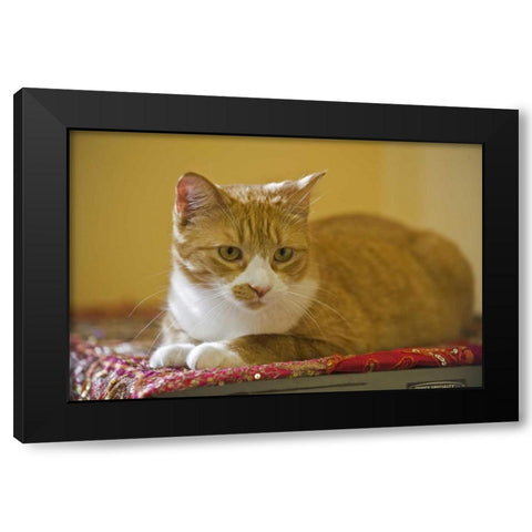 Canada, Manitoba, Winnipeg House cat Black Modern Wood Framed Art Print with Double Matting by Grandmaison, Mike