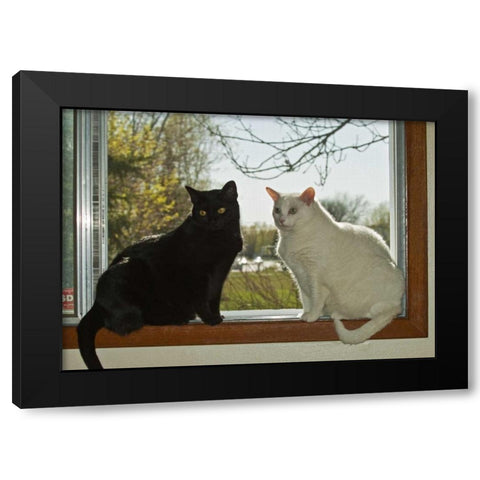 Canada, Winnipeg Black and white house cats Black Modern Wood Framed Art Print by Grandmaison, Mike