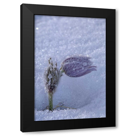 Canada, Manitoba, Hoarfrost-coated prairie crocus Black Modern Wood Framed Art Print by Grandmaison, Mike