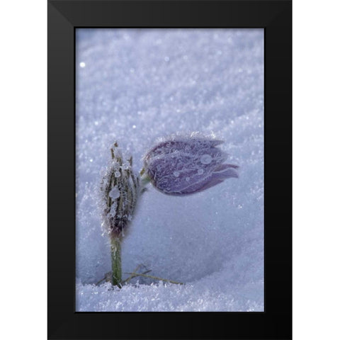 Canada, Manitoba, Hoarfrost-coated prairie crocus Black Modern Wood Framed Art Print by Grandmaison, Mike