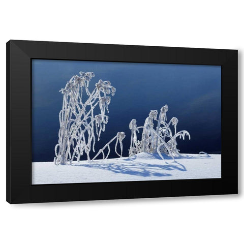 Canada, Whiteshell PP Hoarfrost-covered grass Black Modern Wood Framed Art Print by Grandmaison, Mike