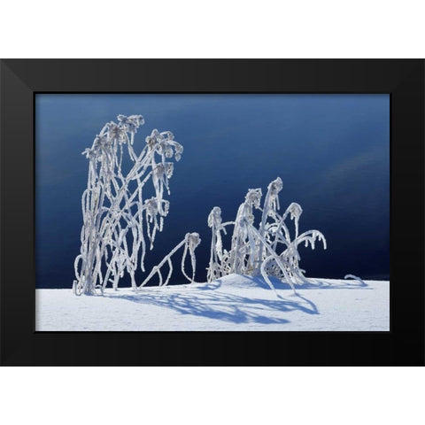 Canada, Whiteshell PP Hoarfrost-covered grass Black Modern Wood Framed Art Print by Grandmaison, Mike