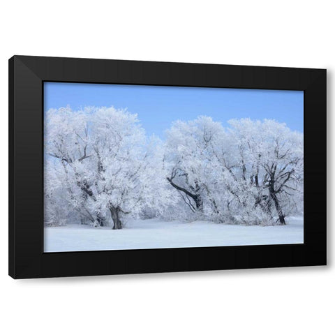 Canada, Hazelridge Hoarfrost-covered trees Black Modern Wood Framed Art Print with Double Matting by Grandmaison, Mike