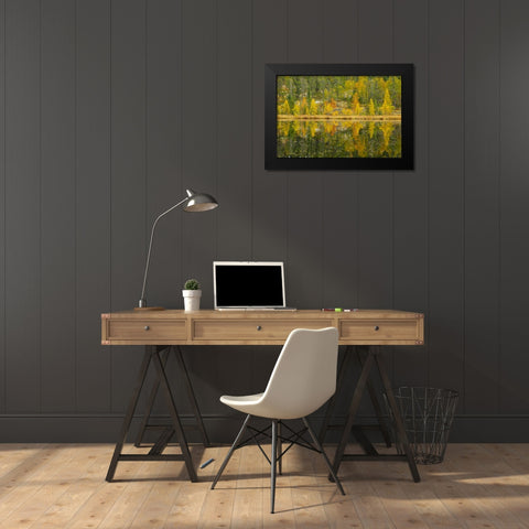 Canada, Whiteshell PP Larch trees by lily pond Black Modern Wood Framed Art Print by Grandmaison, Mike