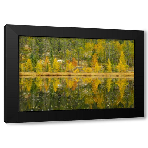 Canada, Whiteshell PP Larch trees by lily pond Black Modern Wood Framed Art Print by Grandmaison, Mike