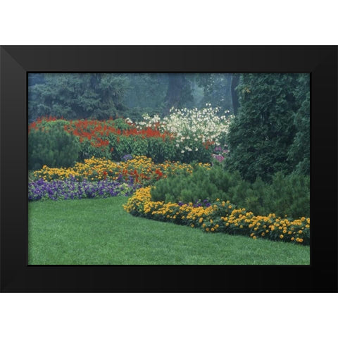 Canada, Manitoba, Winnipeg Garden in light fog Black Modern Wood Framed Art Print by Grandmaison, Mike