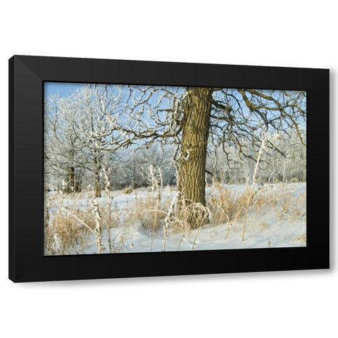 Canada, Winnipeg Hoarfrost at Seine River edge Black Modern Wood Framed Art Print with Double Matting by Grandmaison, Mike